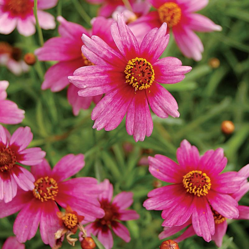 Coreopsis 'Pink Lady'