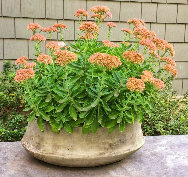 Sedum