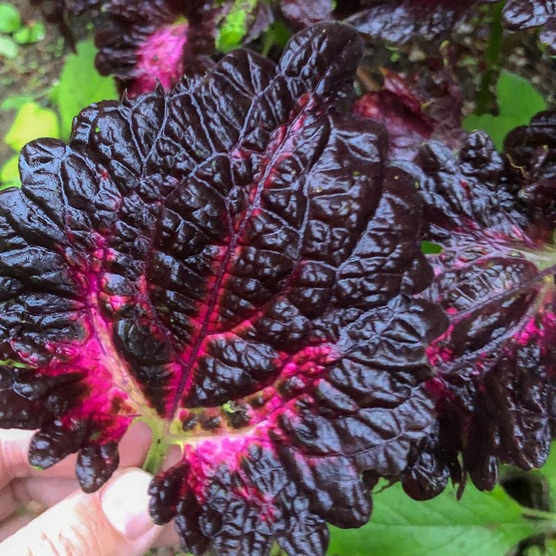 Coleus ‘Black Dragon’