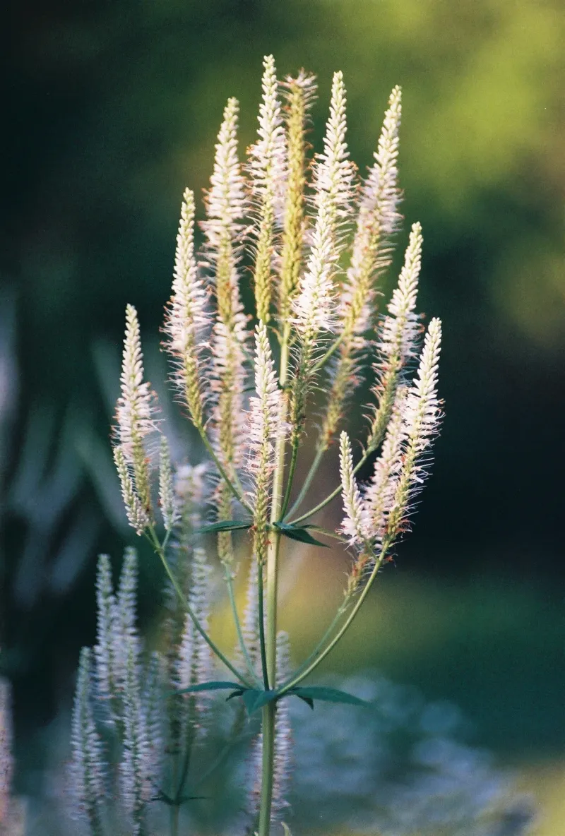 Veronicastrum