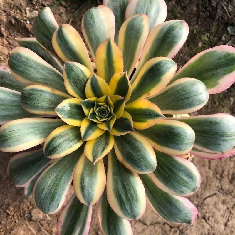 Spiral Sunburst Design