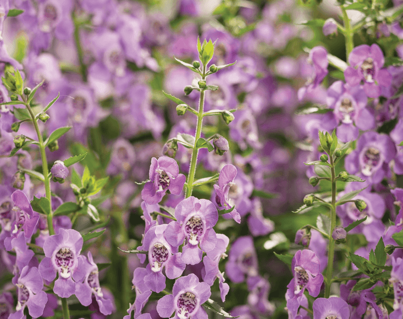 Angelonia