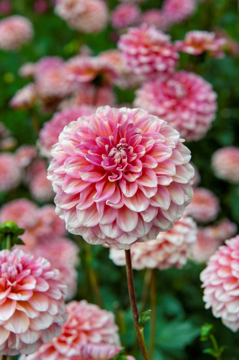 Dahlia