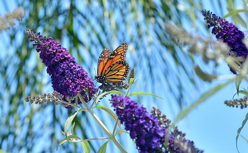 Butterfly Bush