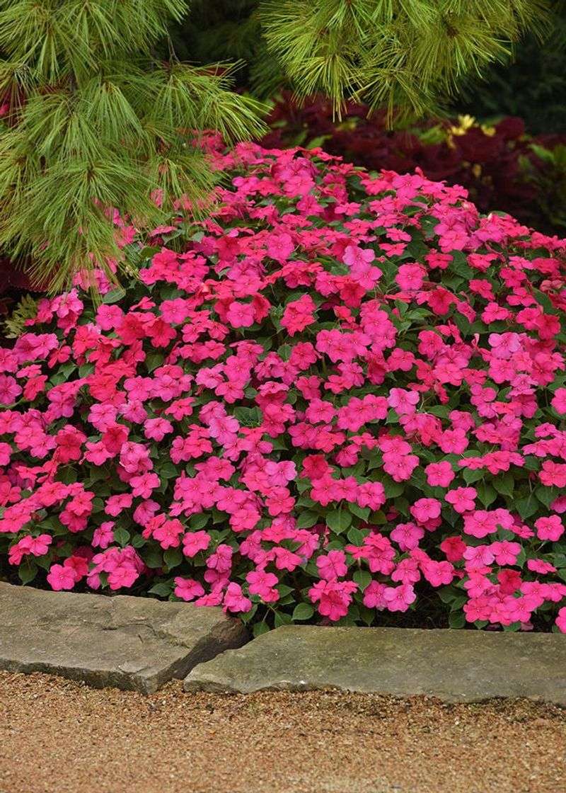 Impatiens