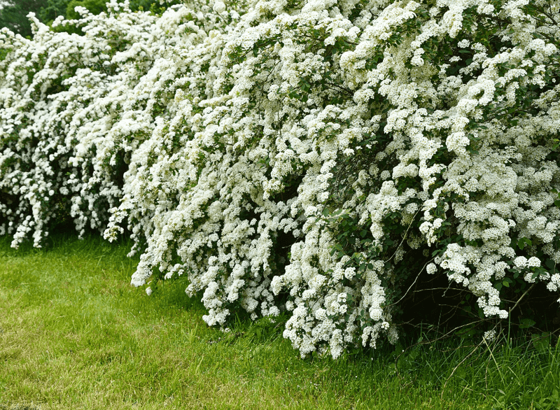Spirea