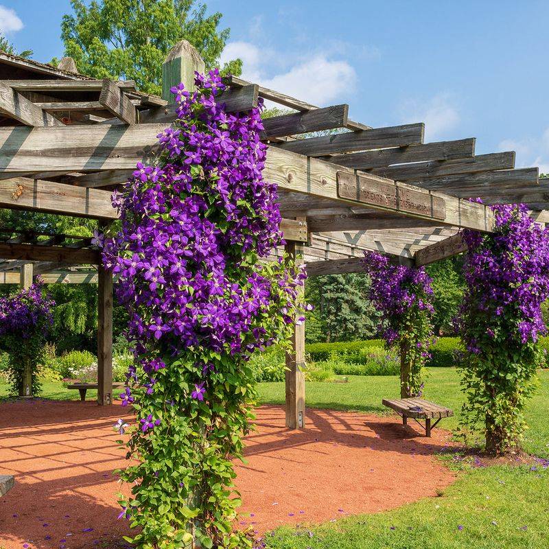 Clematis 'Jackmanii'