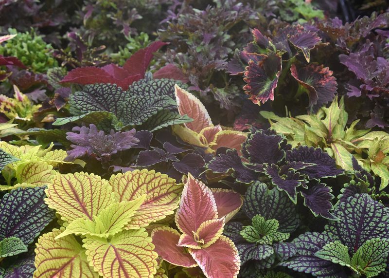 Coleus