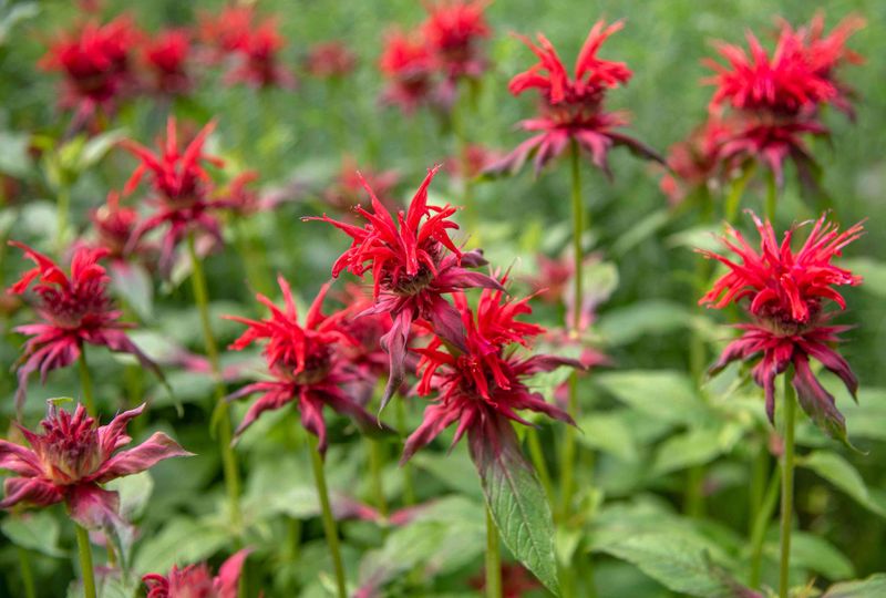 Bee Balm (Monarda didyma)