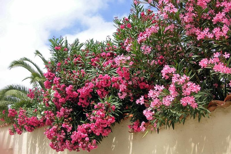 Oleander