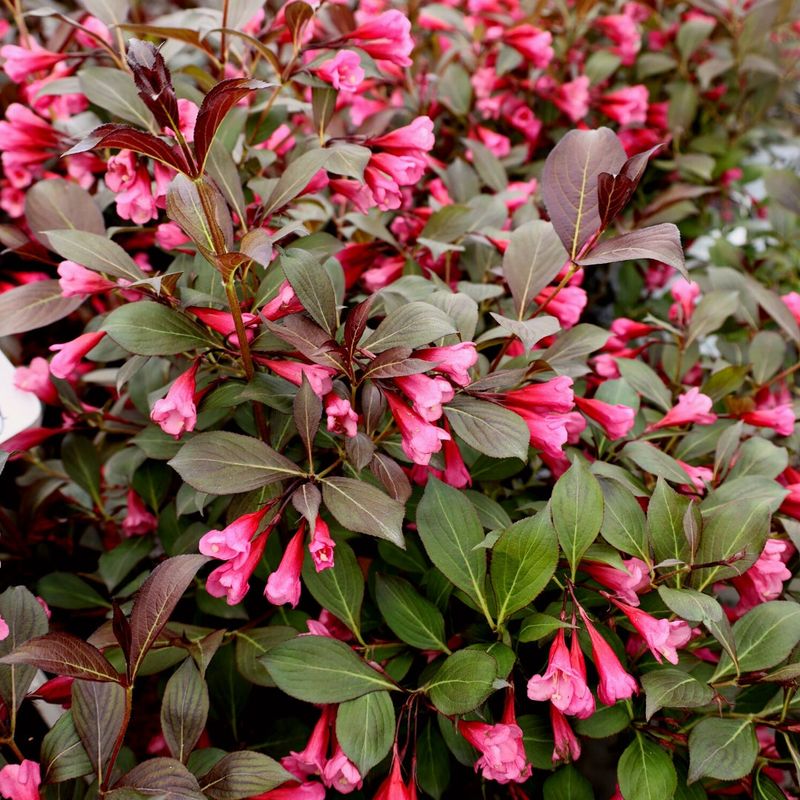 Weigela 'Wine & Roses'