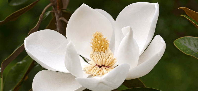 Magnolia