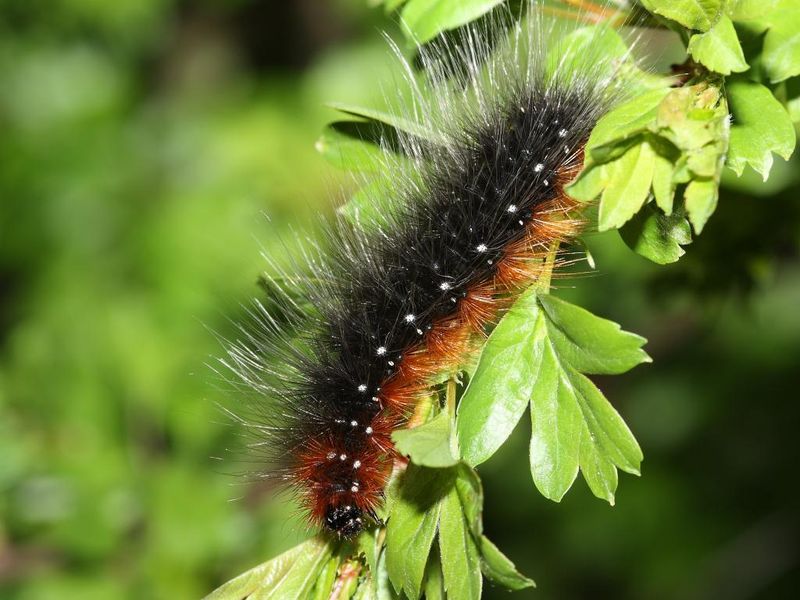 Garden Tiger Moth Caterpillar