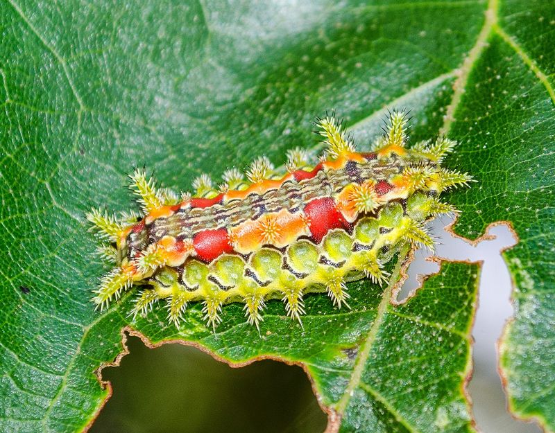 Spiny Oak Slug Caterpillar