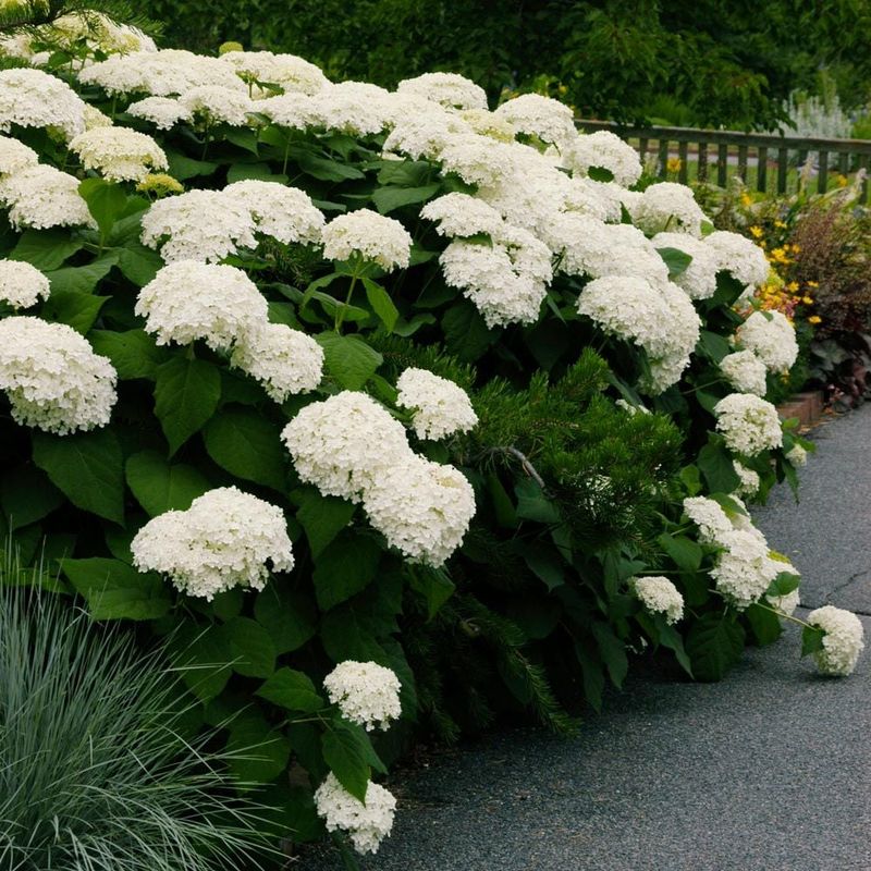 Snowball Hydrangea