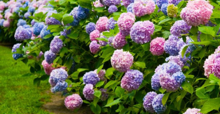 Hidden Truth About 15 Hydrangea Varieties Nobody Talks About