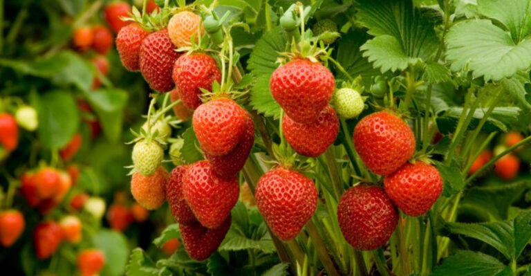 Hidden Truth About Growing Strawberries: 12 Facts Garden Centers Don’t Tell You
