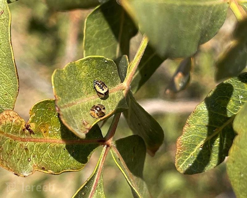 Pistachio Psyllid or Other Pests