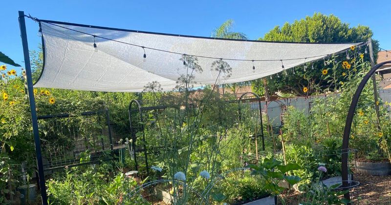 Full-Sun Vertical Gardens in Hot Climates