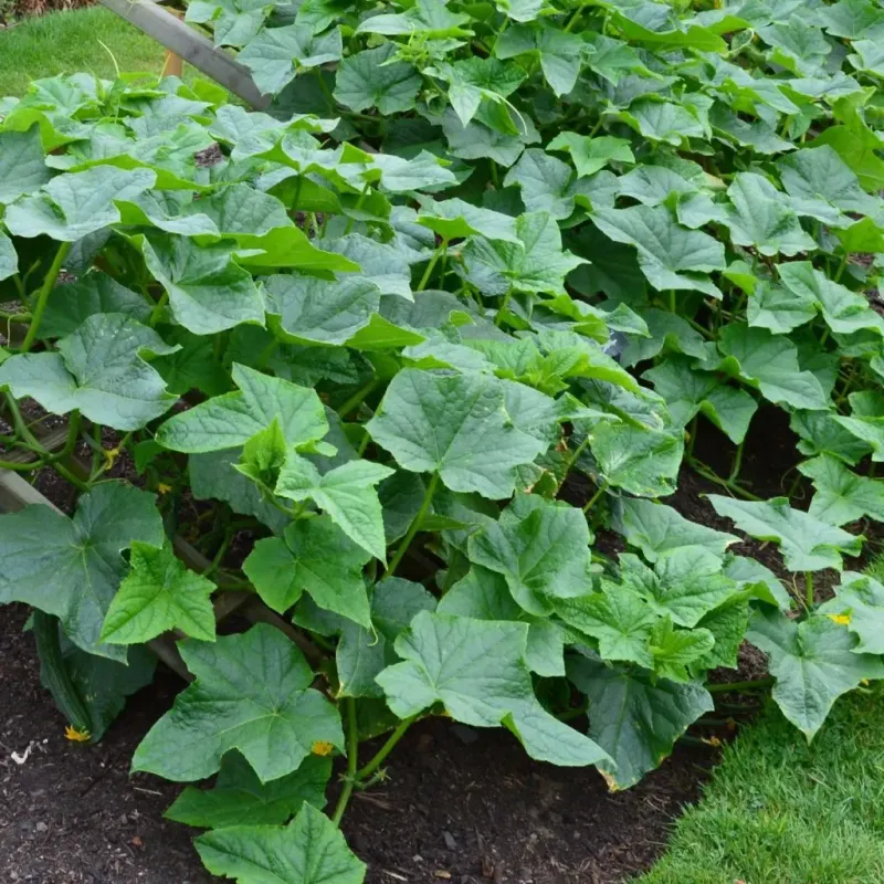 Excessive Nitrogen – All Leaves, No Fruit