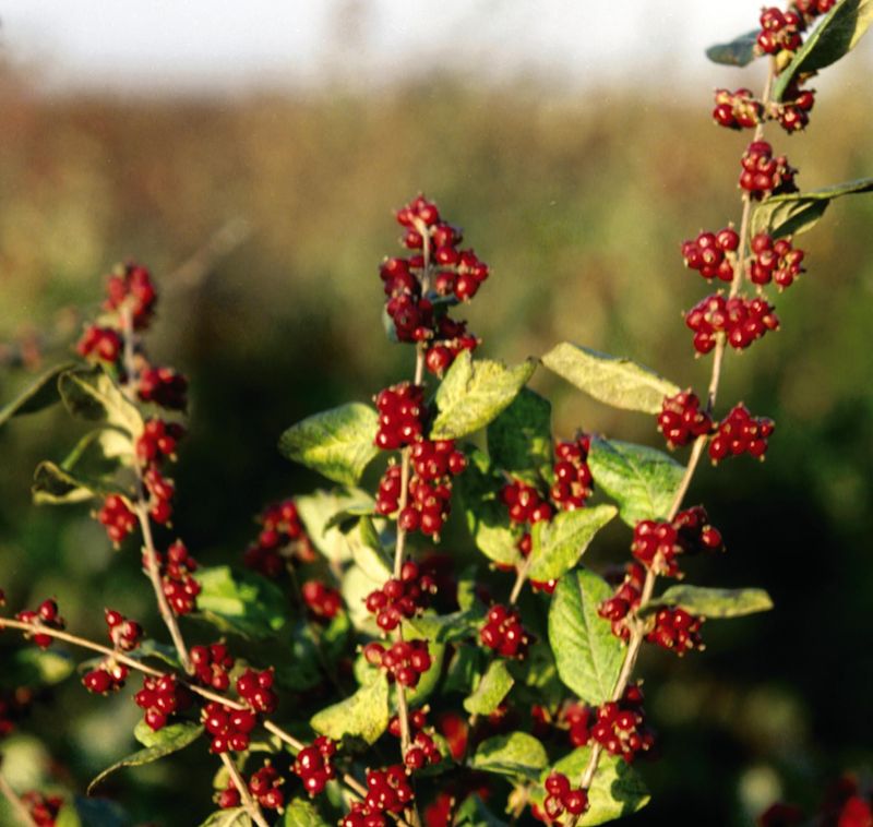 Coralberry (Symphoricarpos orbiculatus)