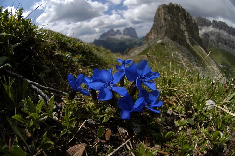 Gentian