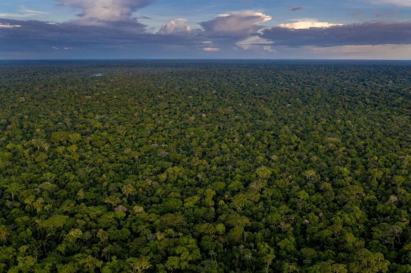 Amazonian Emerald Lime