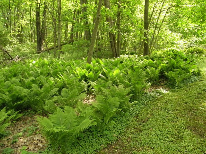 Ferns