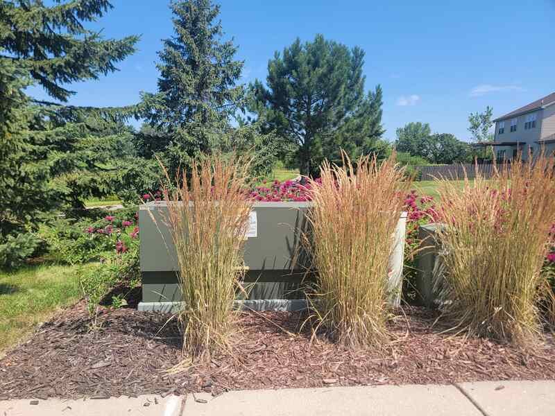 Ornamental Grasses