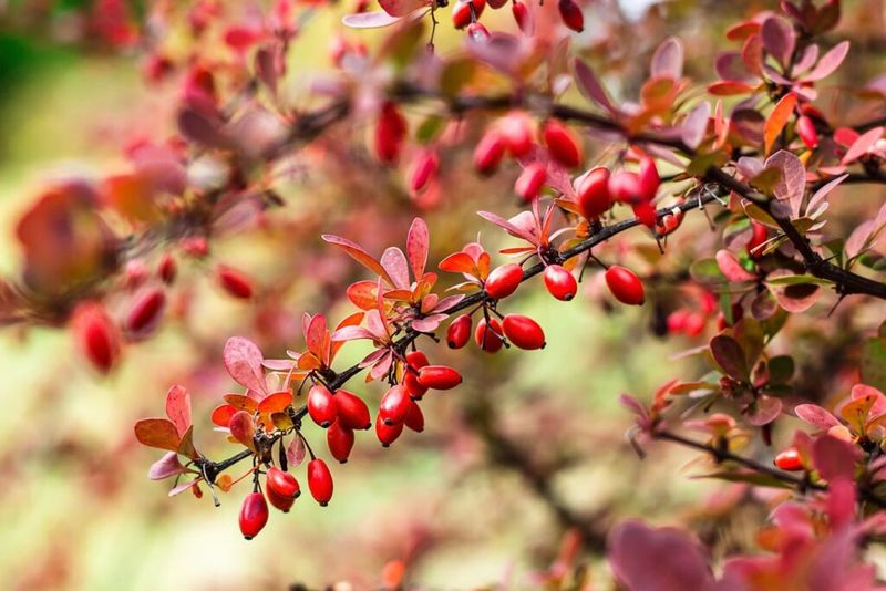 Barberry (Berberis thunbergii)