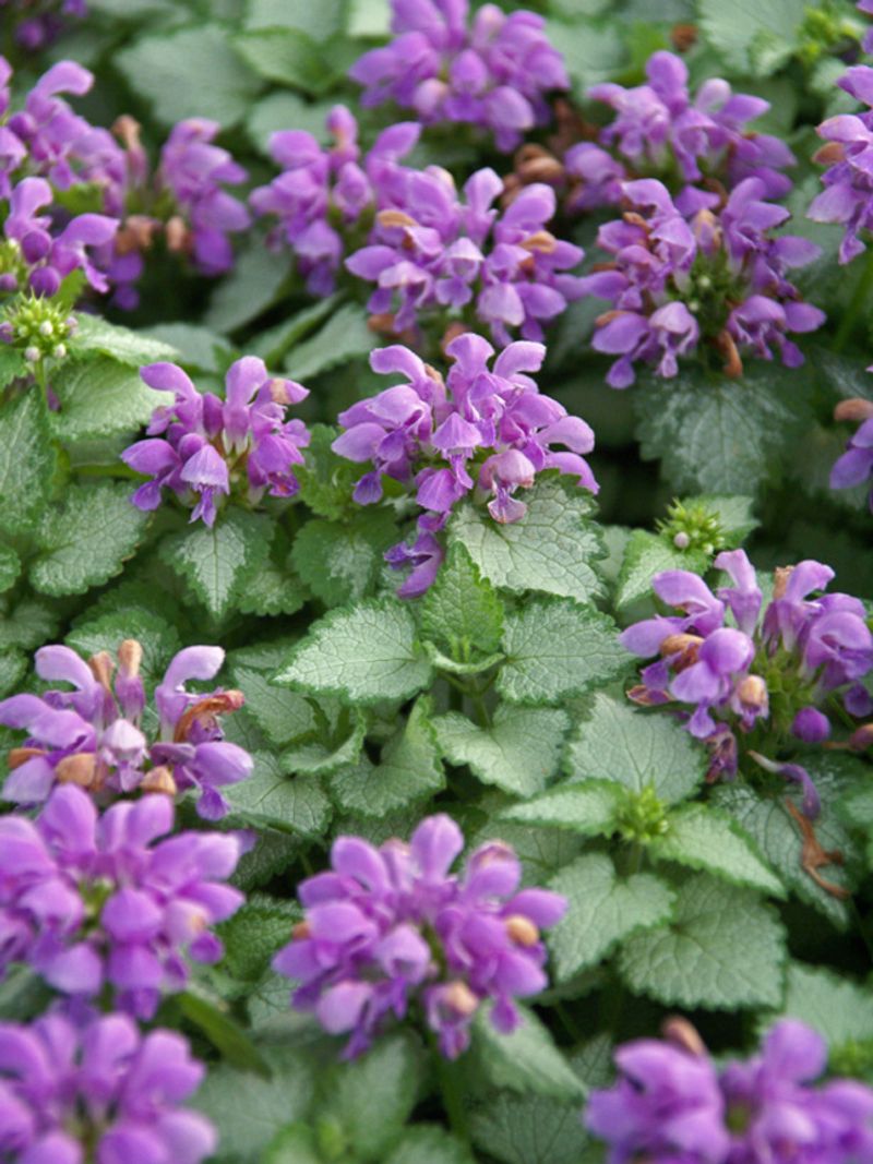 Lamium