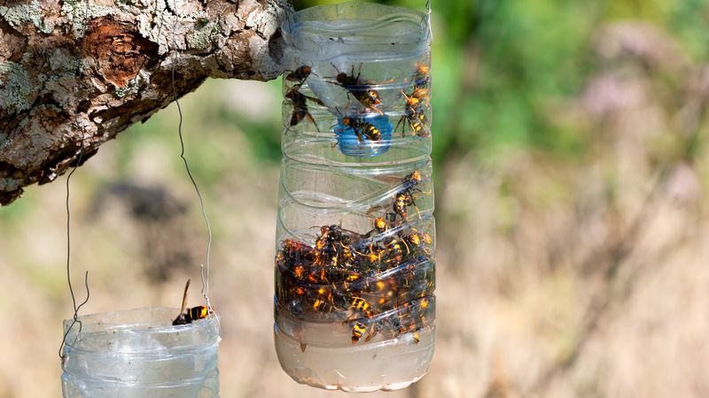 DIY Insect Traps
