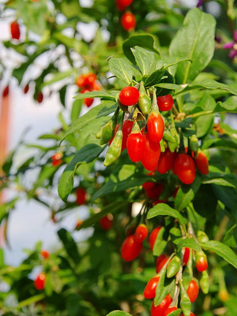 Goji Berry