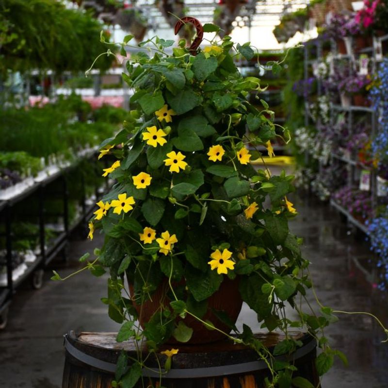 Black-Eyed Susan Vine