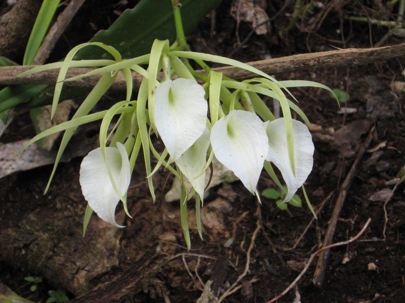 Night-Scented Orchid (Brassavola nodosa)