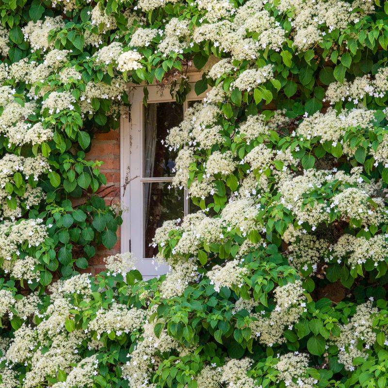 Climbing Hydrangea