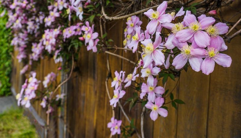 Clematis on a Fence