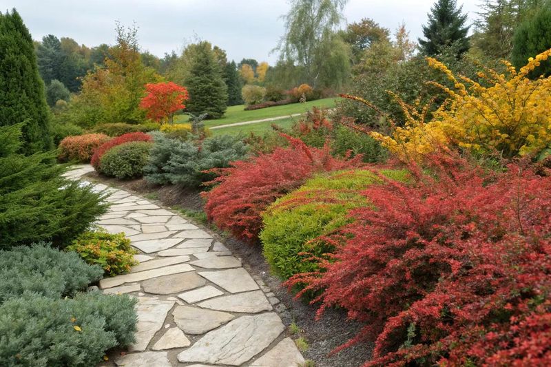 Barberry (Berberis thunbergii)