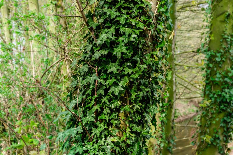 English Ivy