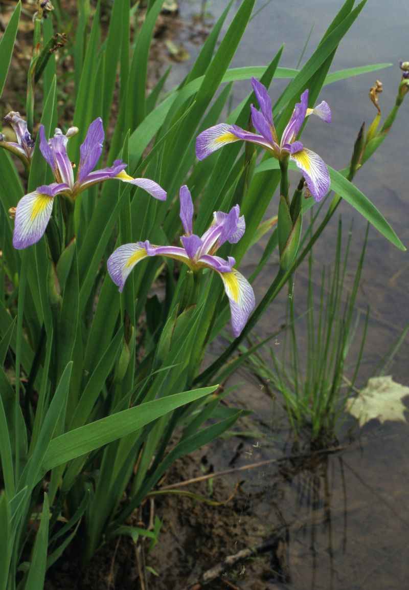 Blue Flag Iris