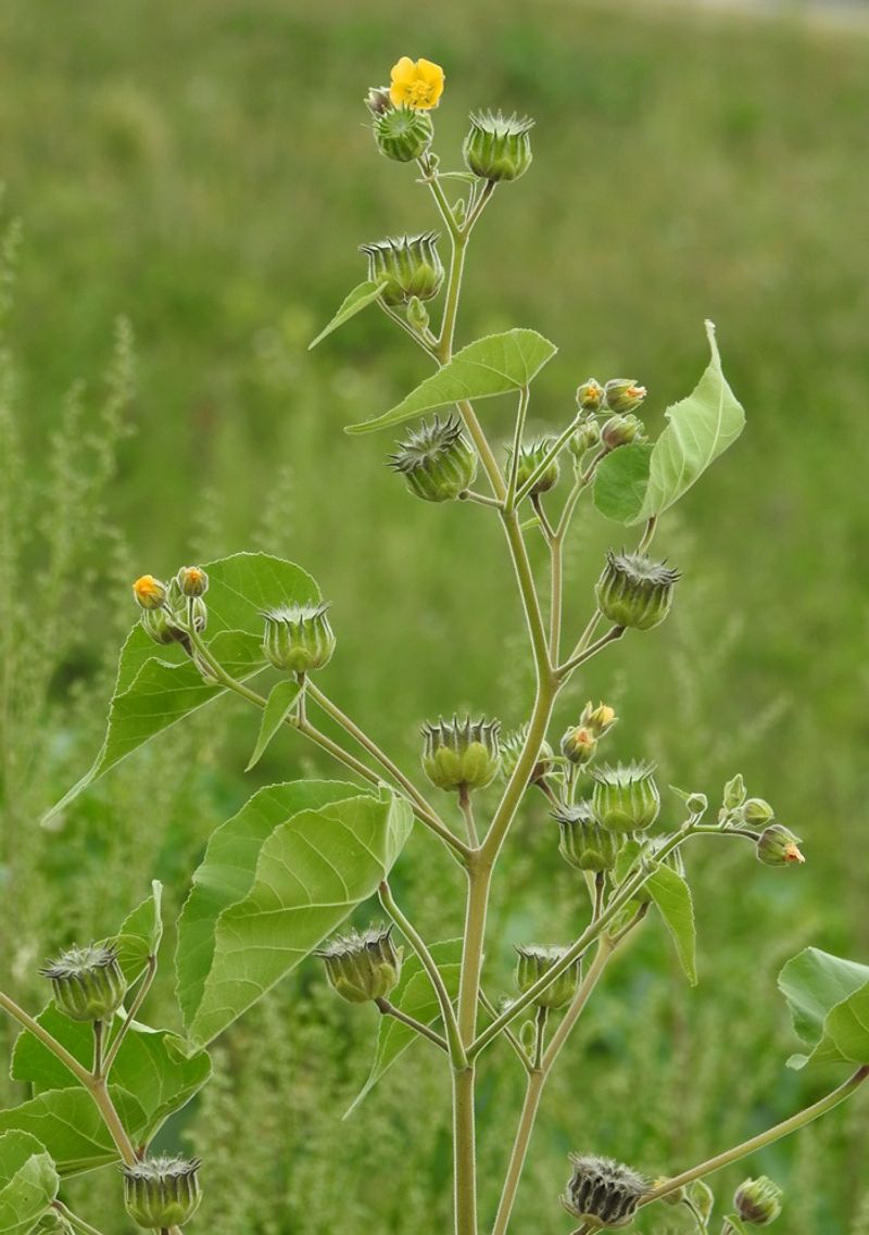 Velvetleaf (Abutilon theophrasti)