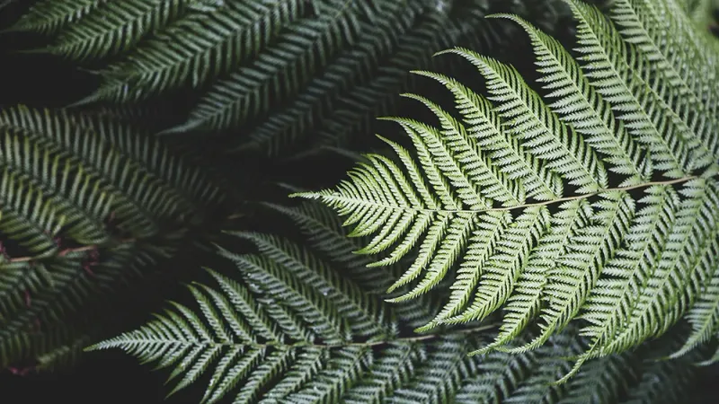 Ferns