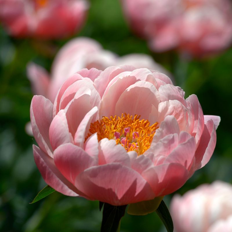 Peony