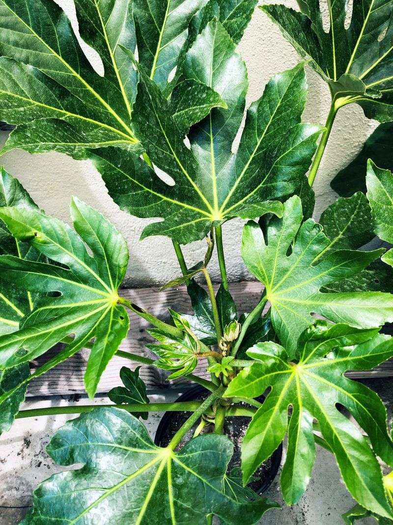 Fatsia Japonica