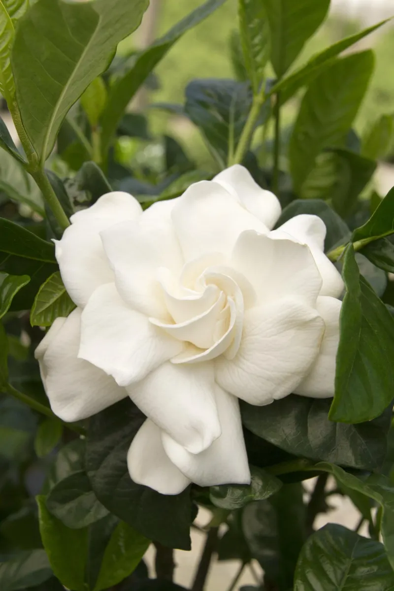 Gardenia
