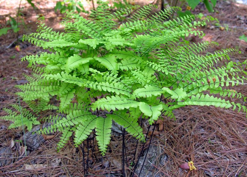 Fern