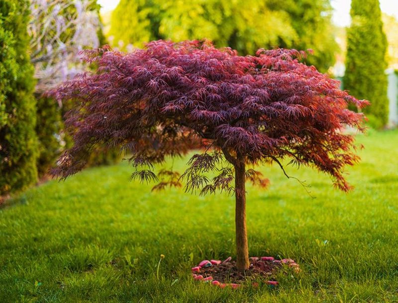 Japanese Maple