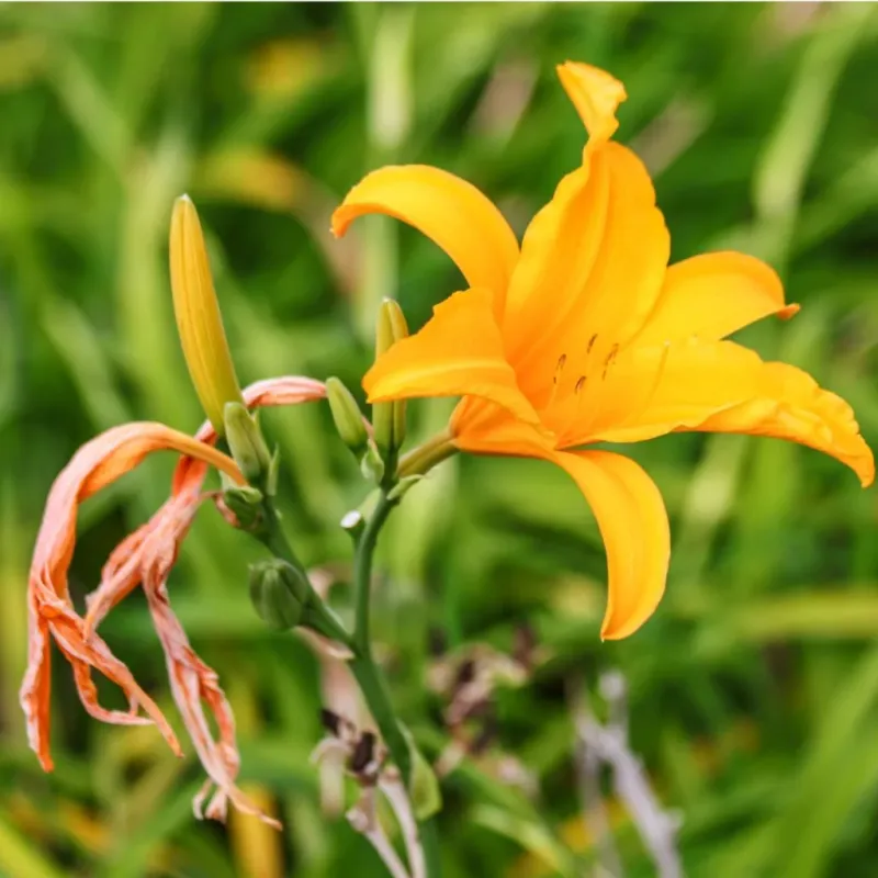 Daylily Deadheading Discipline