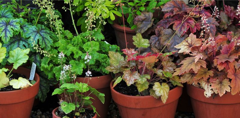Heuchera