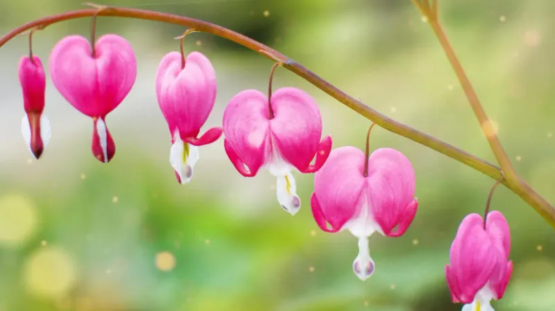 Bleeding Heart (Dicentra)